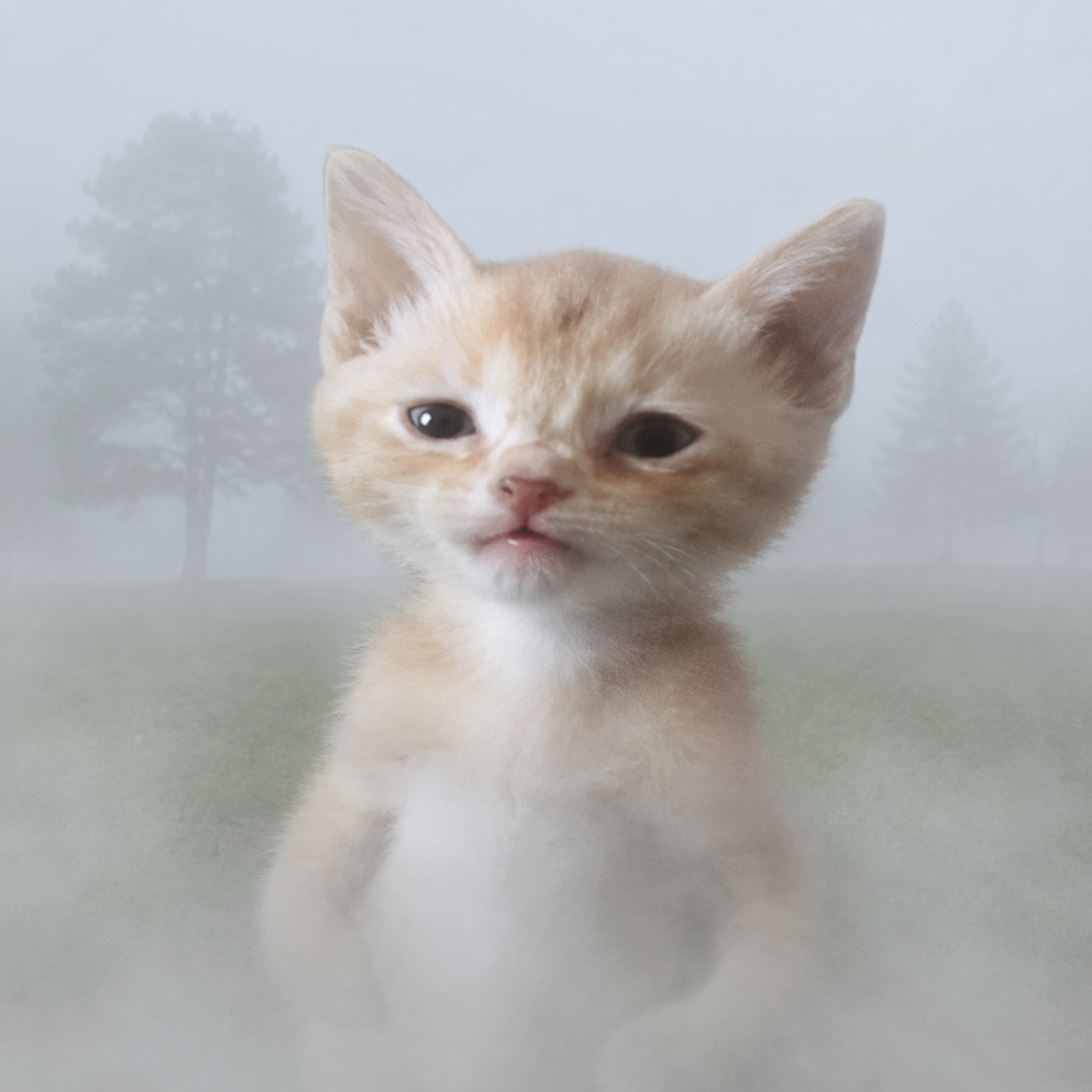 Fog Cat close up in the mist